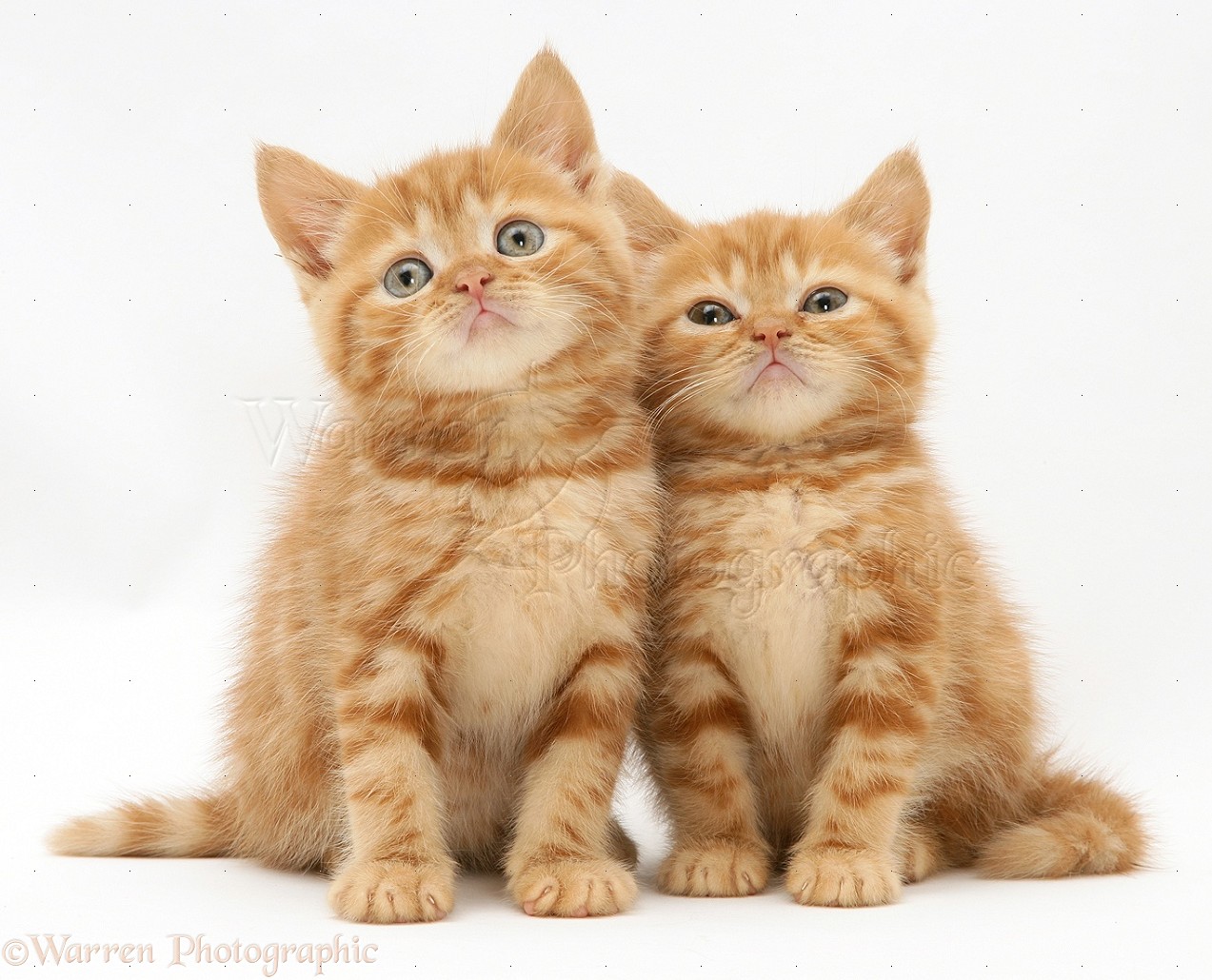 Red Tabby British Shorthair Kittens Photo Wp10860