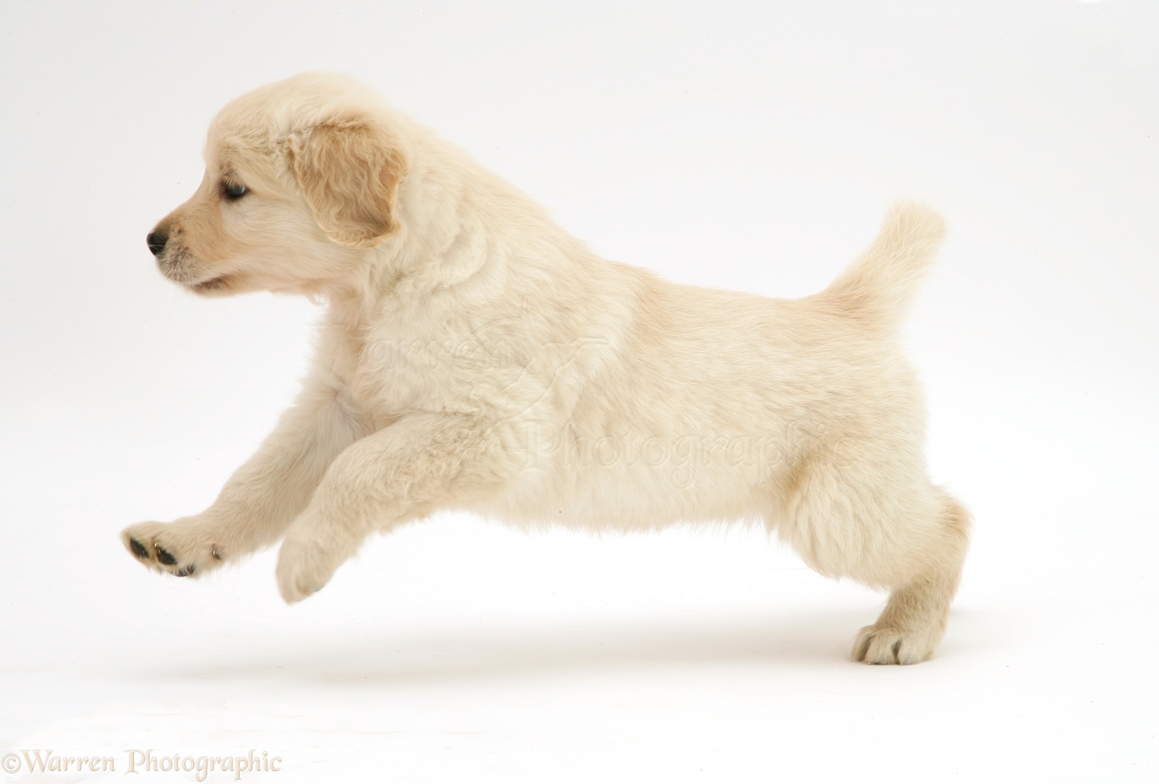 Dog Golden Retriever Puppy Running Across Photo Wp11203