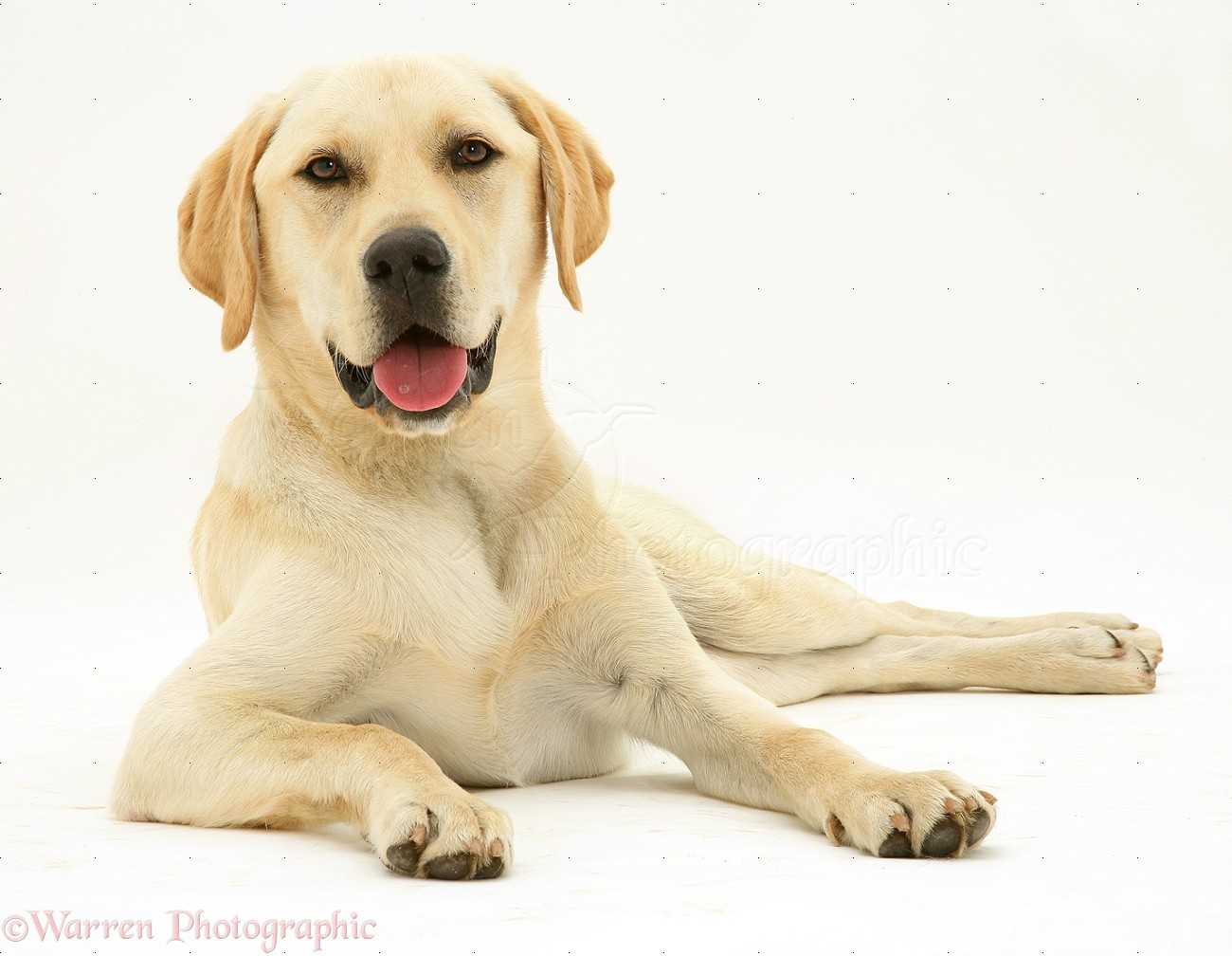 Yellow Labrador dog photo WP11386