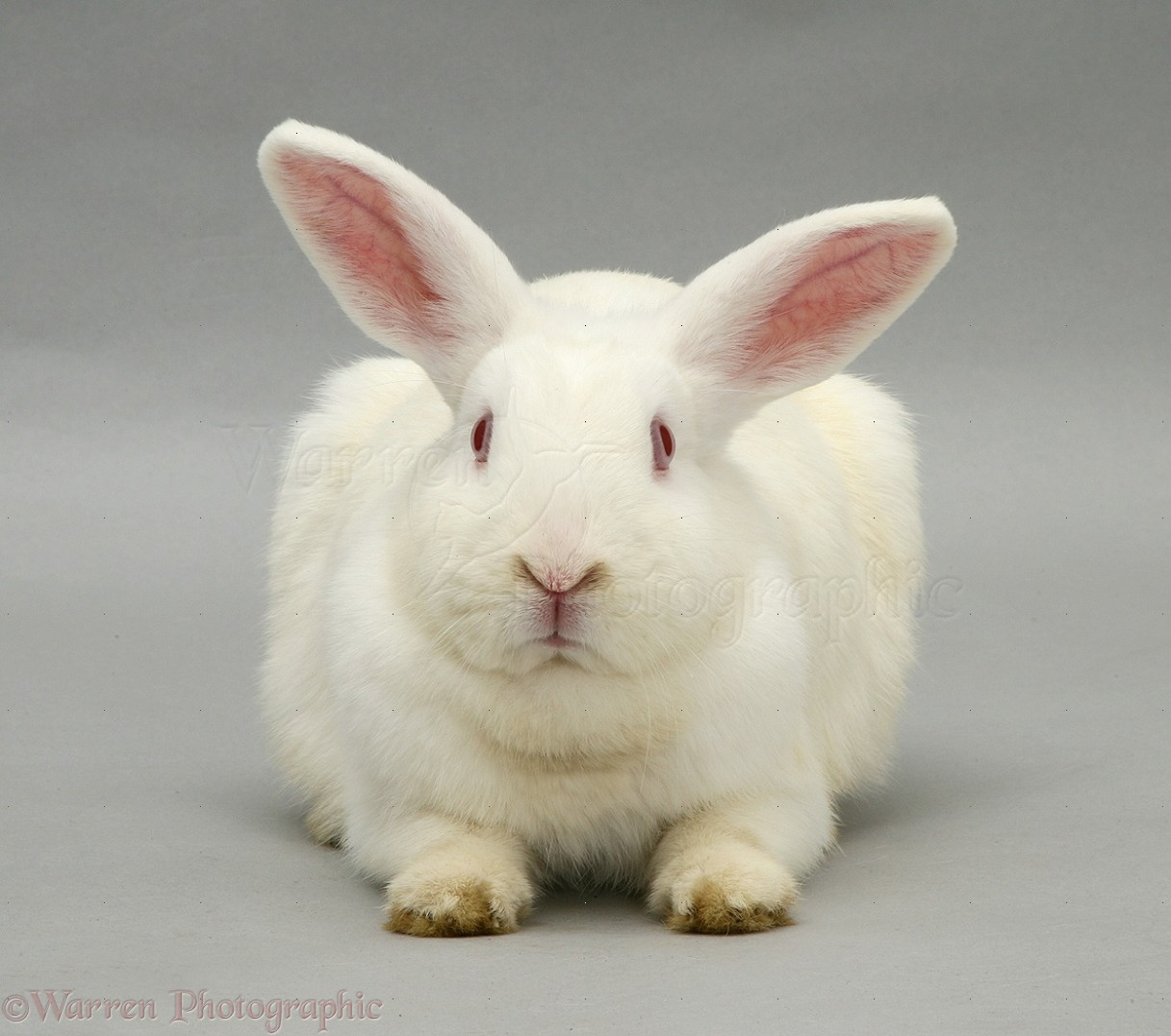 11728-White-rabbit.jpg