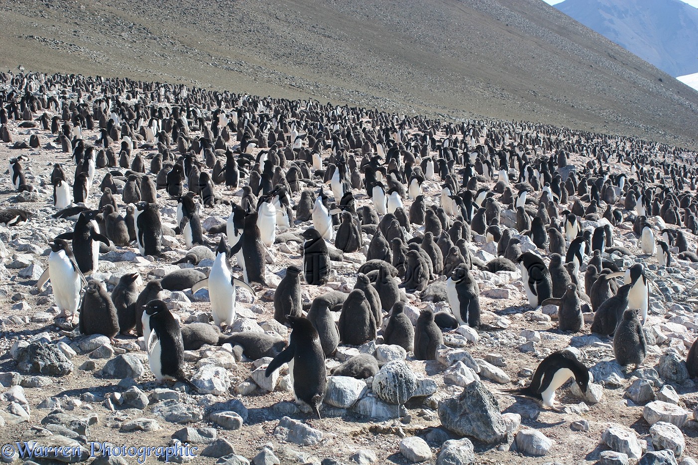 Adelie Penguin colony photo WP12100