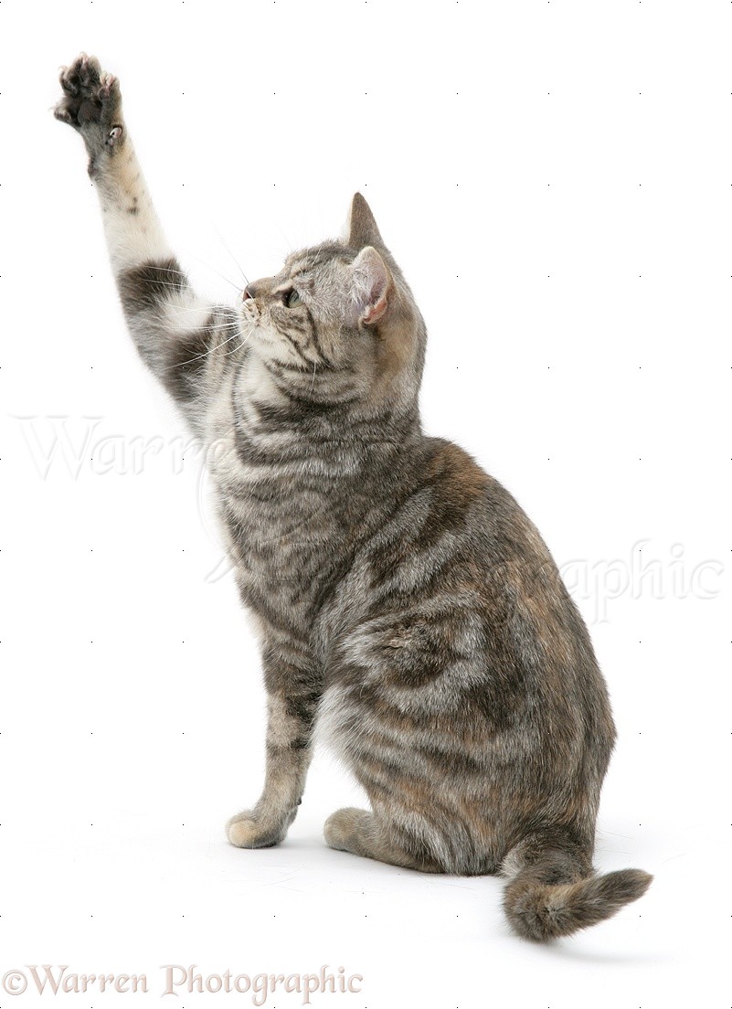 12206-Tabby-cat-with-paw-up-white-background.jpg