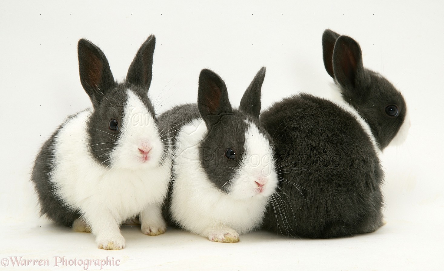 Three black-and-white baby rabbits photo WP12421