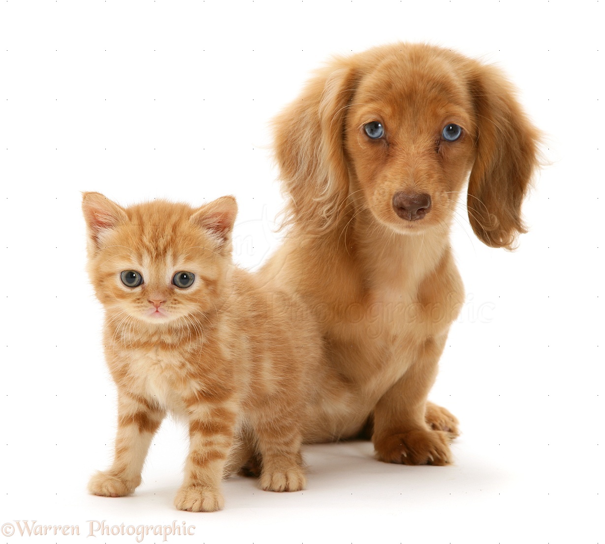 Pets: Dachshund pup and ginger kitten photo WP12751