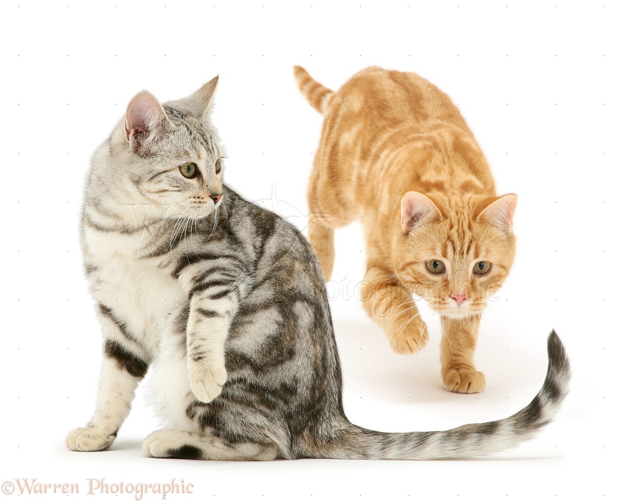 Ginger cat  pouncing  his sister s tail  photo WP12784