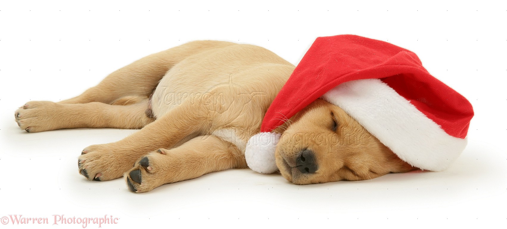 Dog Santa Hats - Santa Hat Adopt Me Wiki Fandom : Dog santa hat cat xmas hat, cat christmas outfits.