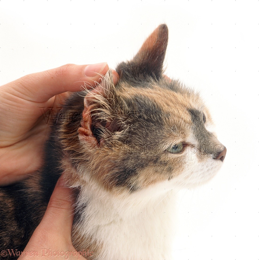 Ear Mites In Cats Special Remedy Against Ear Mites