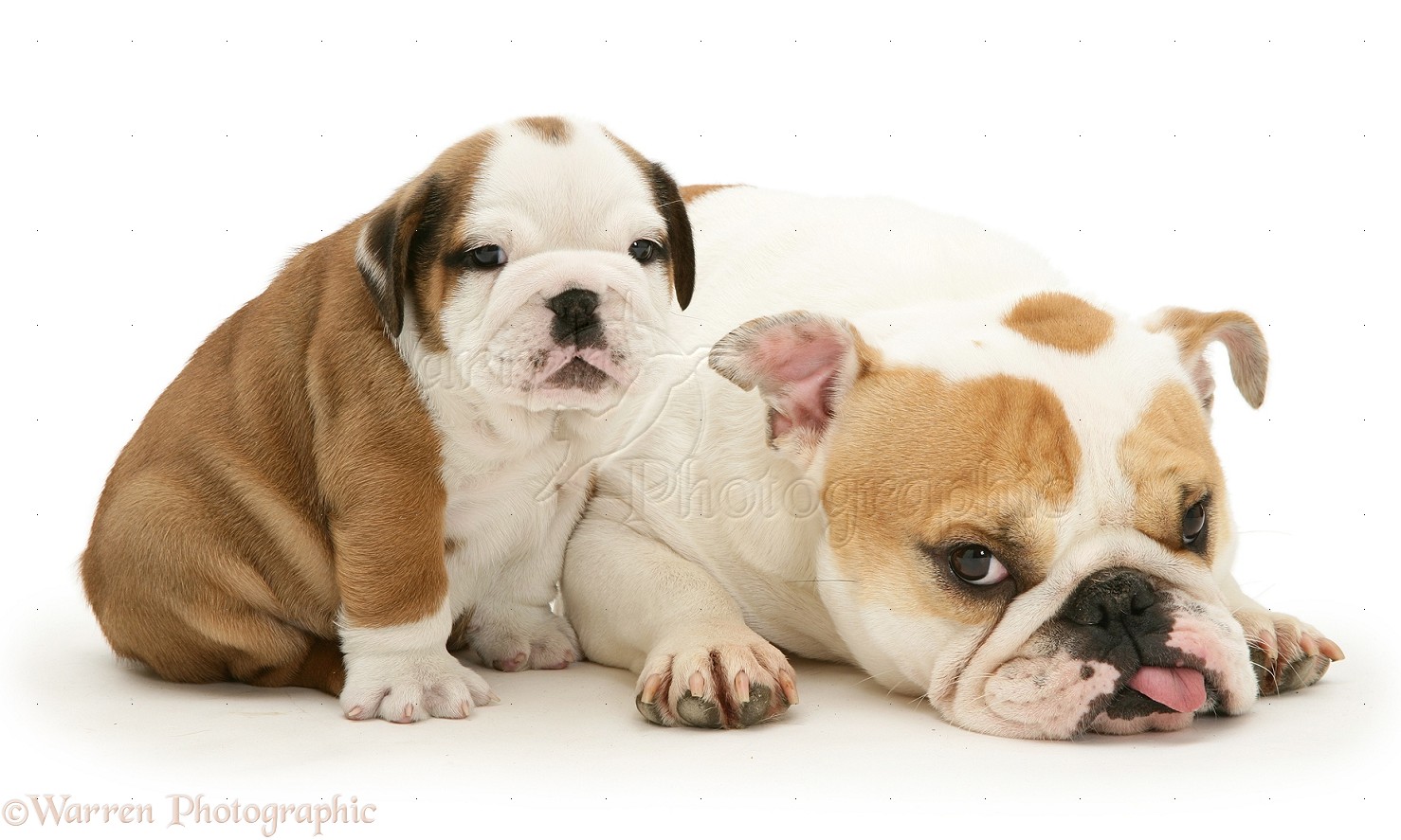 Bulldog pup and mother with tongue out photo WP13321