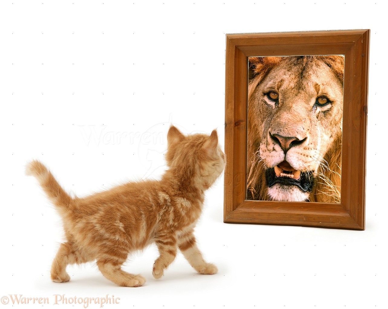 13545-Ginger-kitten-looking-in-mirror-and-seeing-a-lion-white-background.jpg