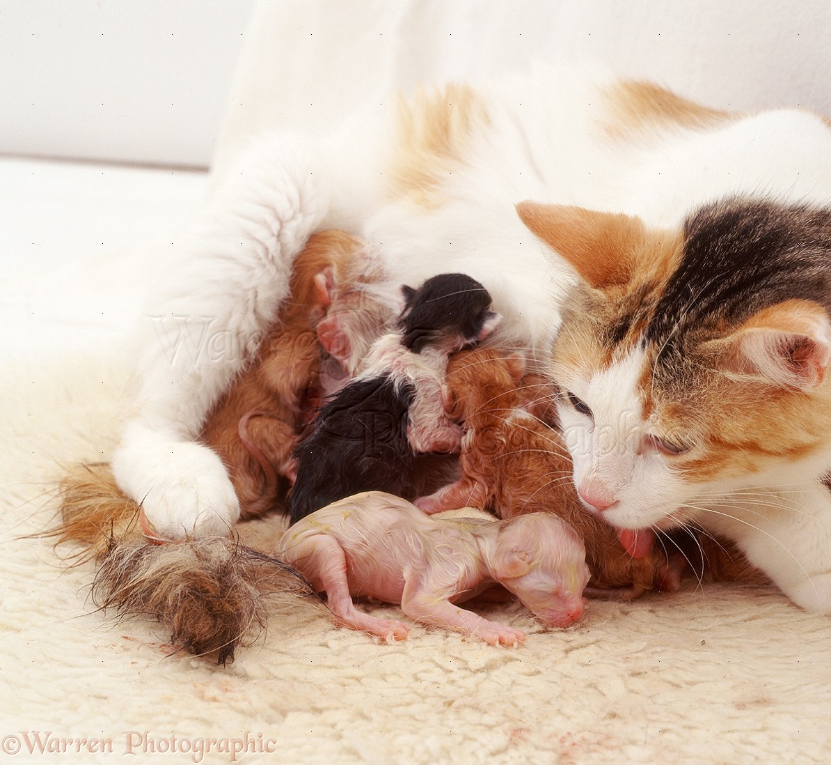 newborn calico kittens