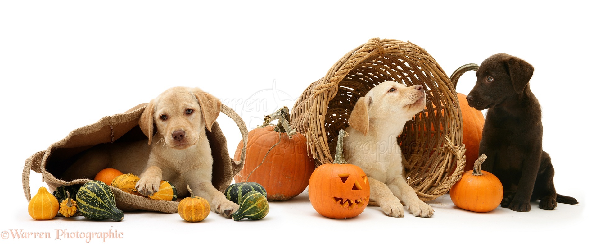 Cute Labrador Puppy With His Halloween Pumpkin Stock Photo - Download Image  Now - Halloween, Dog, Pumpkin - iStock