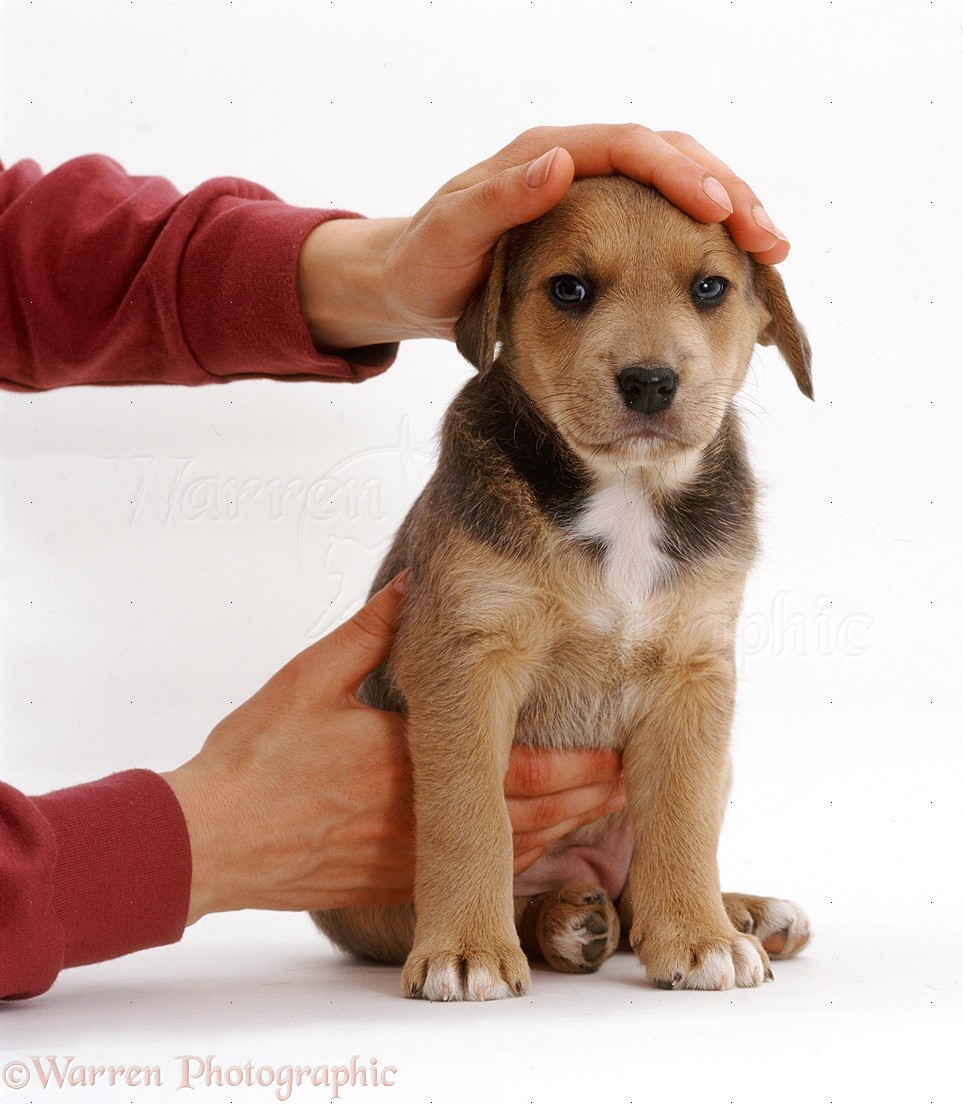 Dog: Lakeland Terrier x Border Collie pup with owner's ...