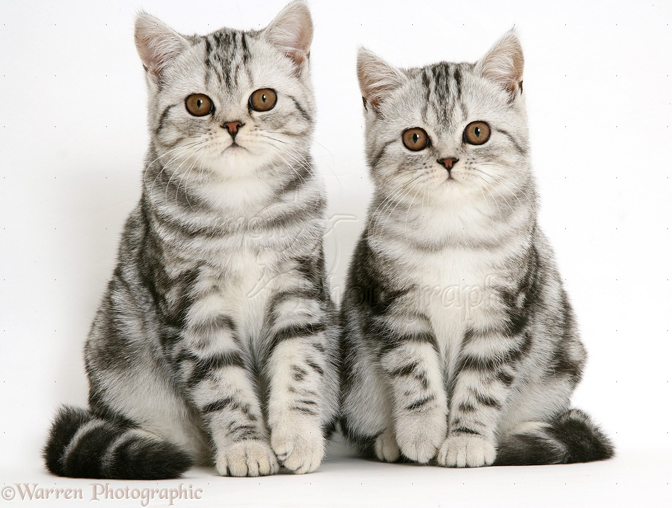 long haired silver tabby kittens