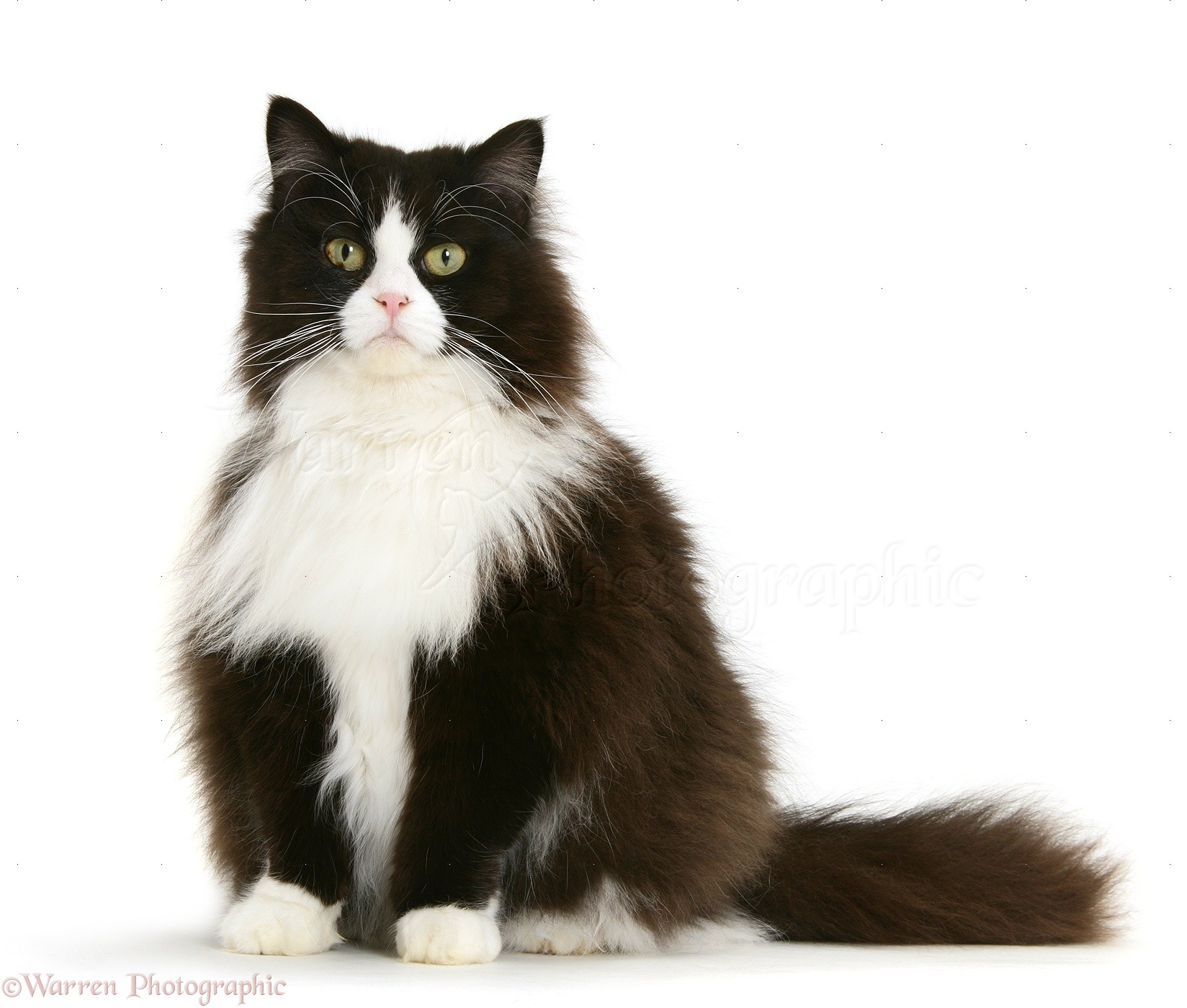 Fat Black And White Cat Photo Wp