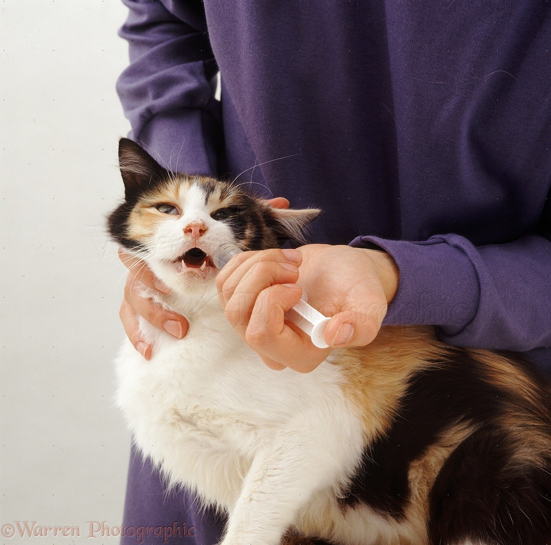 Giving a cat liquid medicine photo WP15154