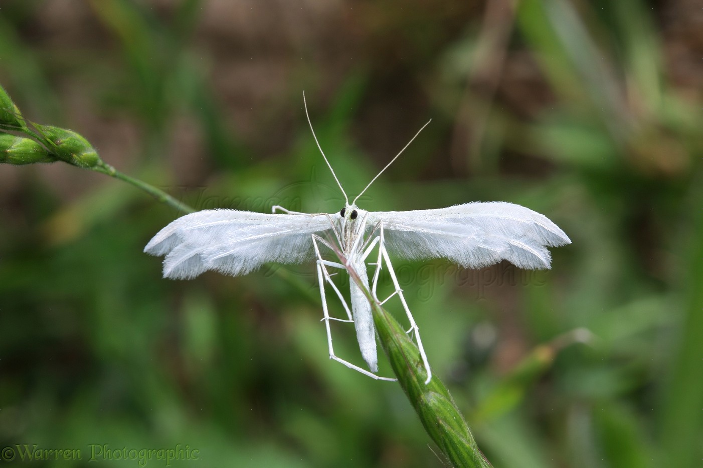  White Plume Moth  photo WP15383