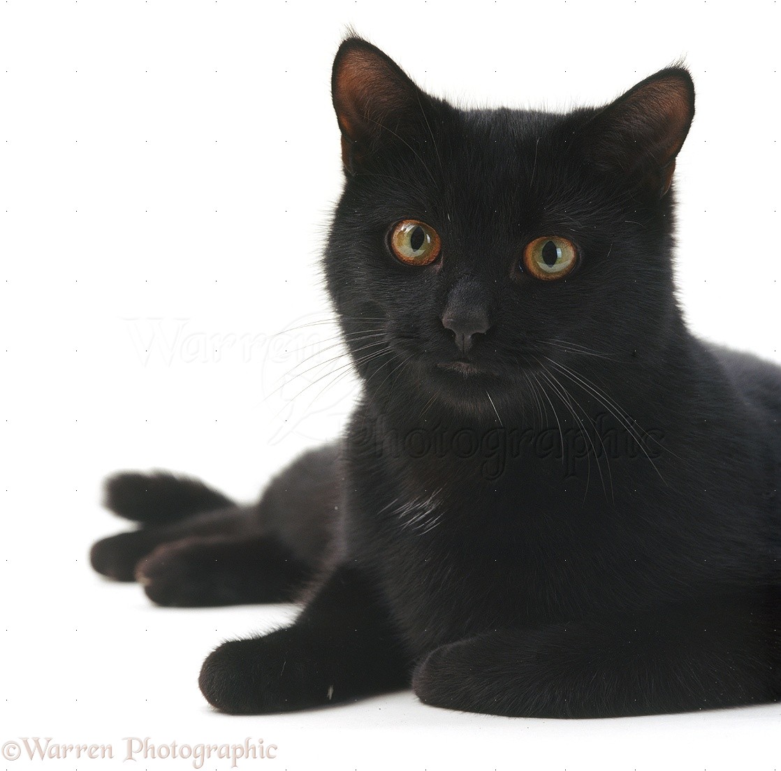 are black cats usually male