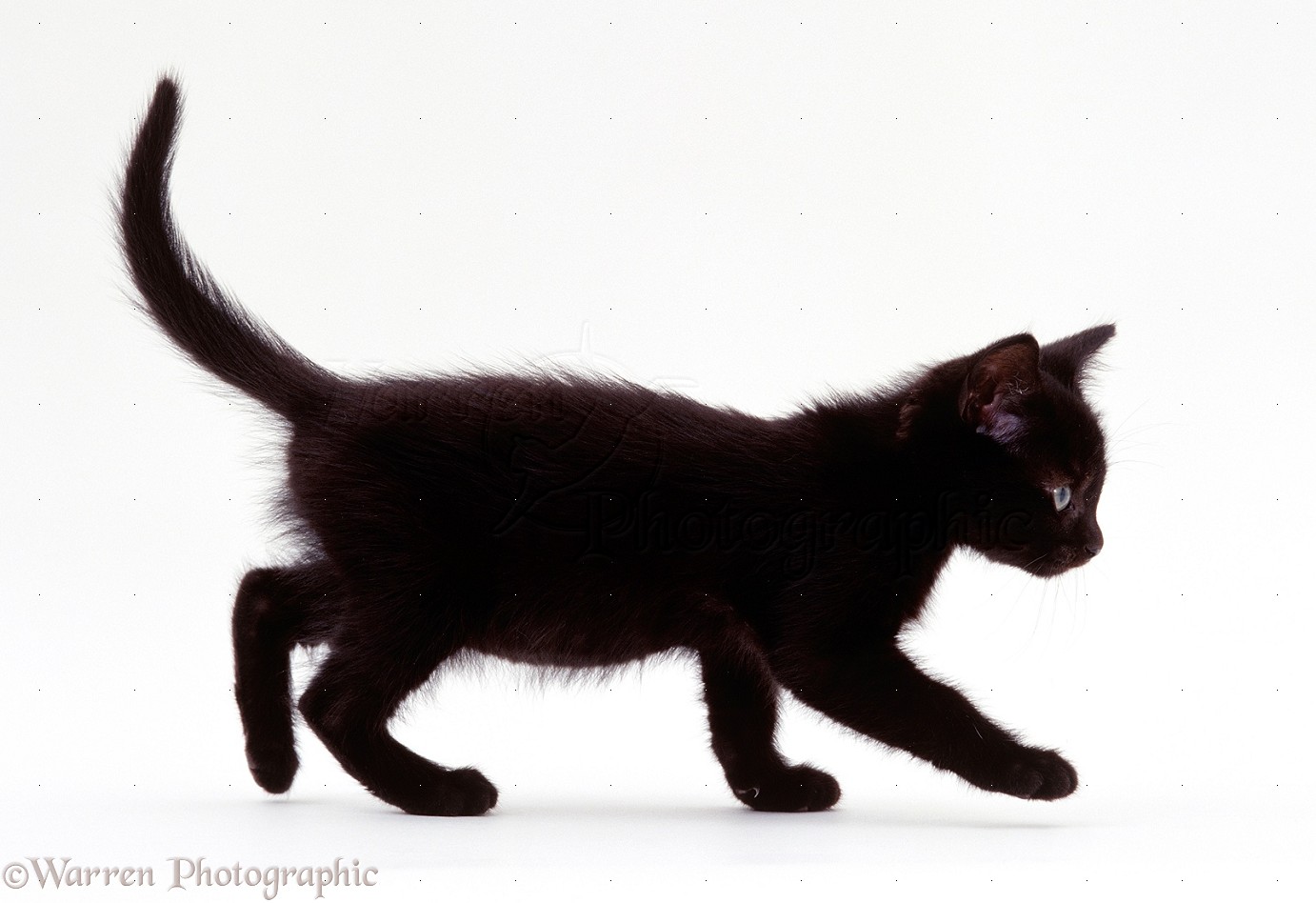 Black kitten walking photo WP15469