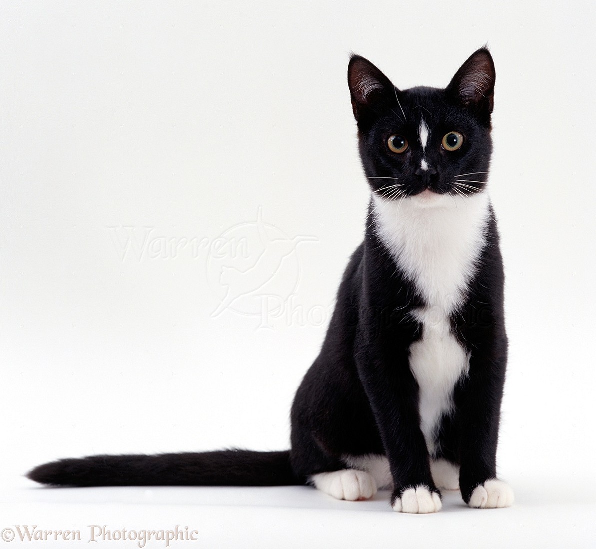 Ripped's (2) Chilmdren 15534-Black-and-white-cat-sitting-white-background