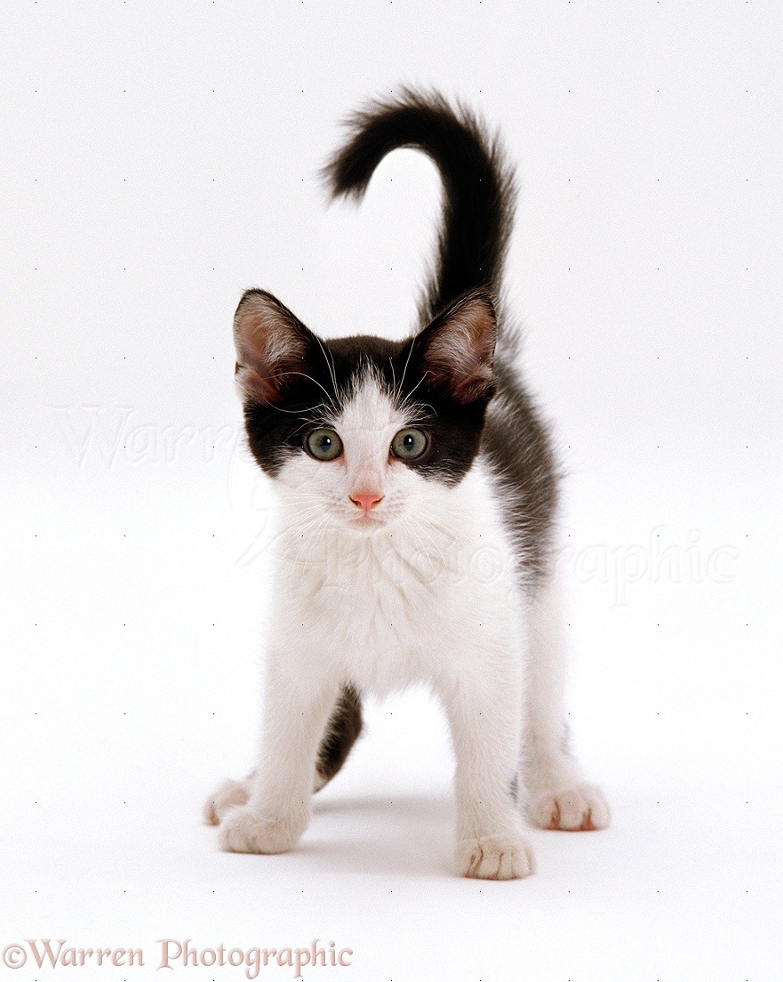 Black-and-white kitten photo WP15718