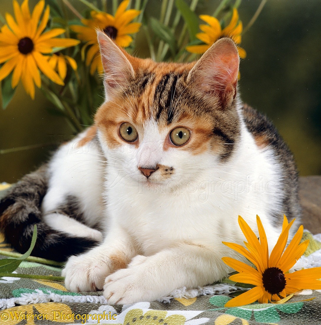 Calico cat with coneflowers photo WP15886