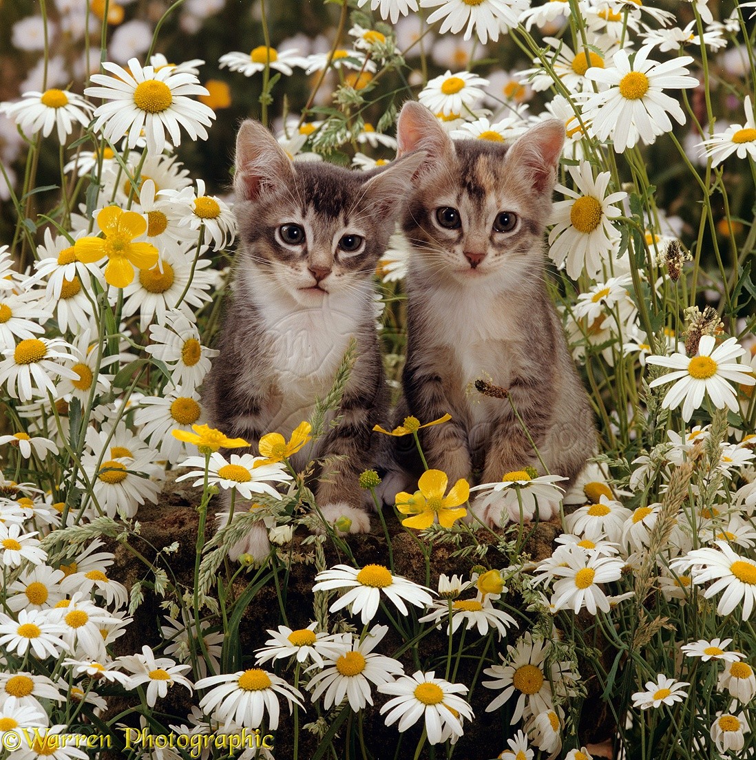 15895 Burmese cross kittens among meadow flowers