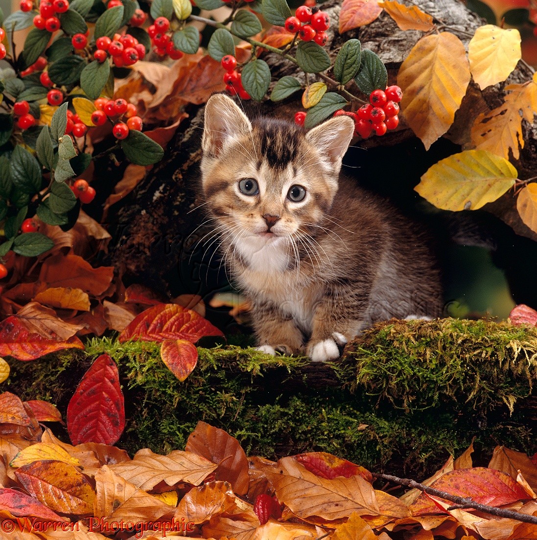 Tabby kitten among autumn leaves photo WP15904.