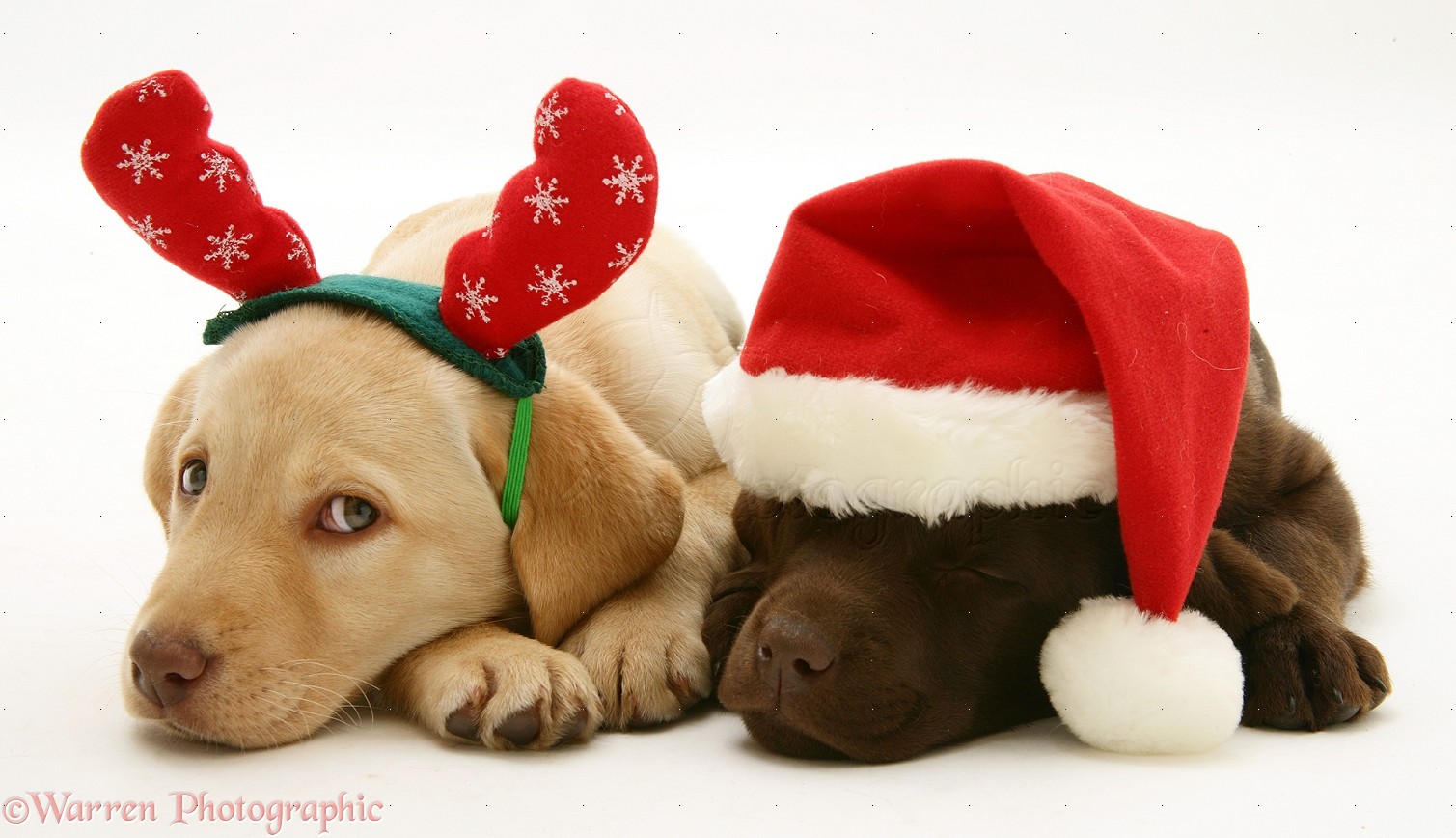 Dogs: Yellow and Chocolate Retriever pups at Xmas photo WP16822