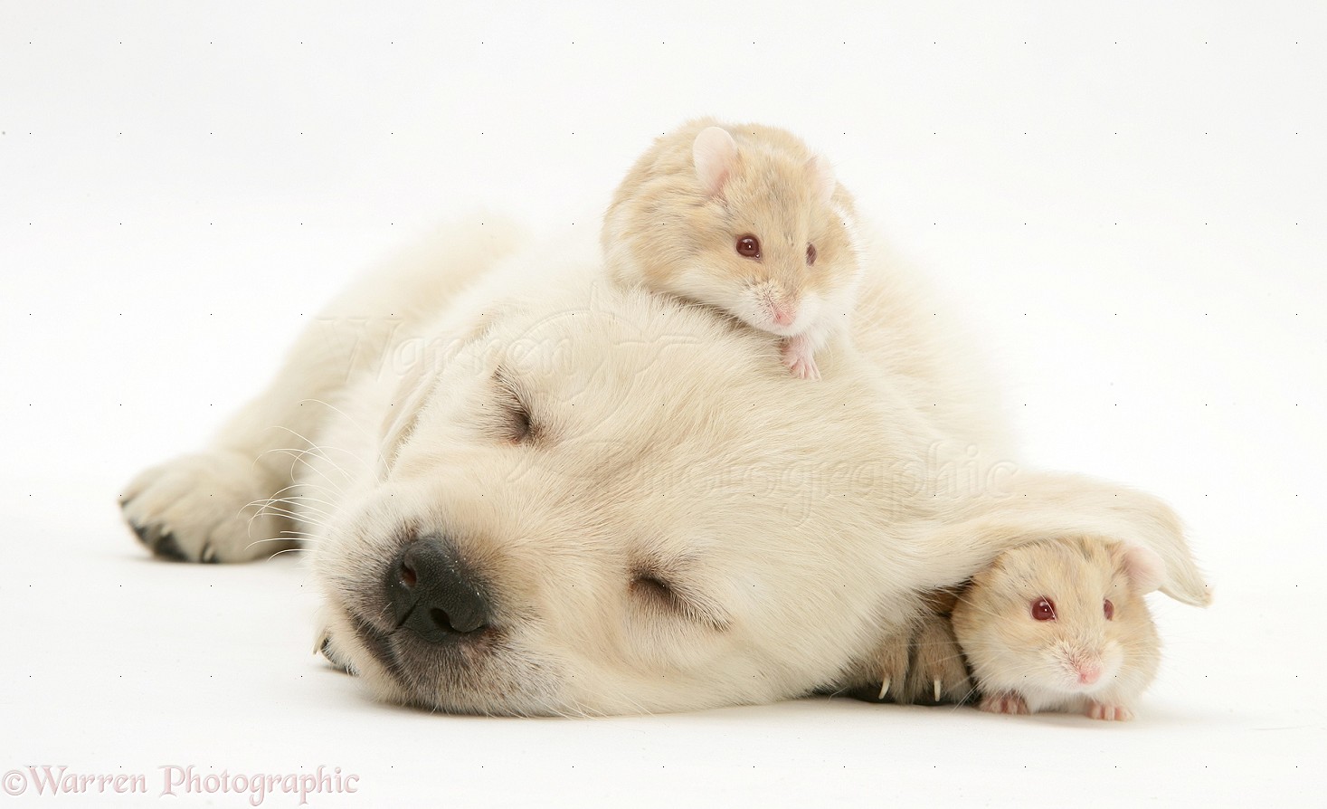 16884 Sleepy Retriever cross pup with hamsters white background