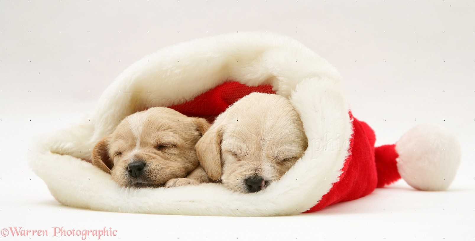 Dogs: Westie x Cavalier pups in a Santa hat photo WP17220