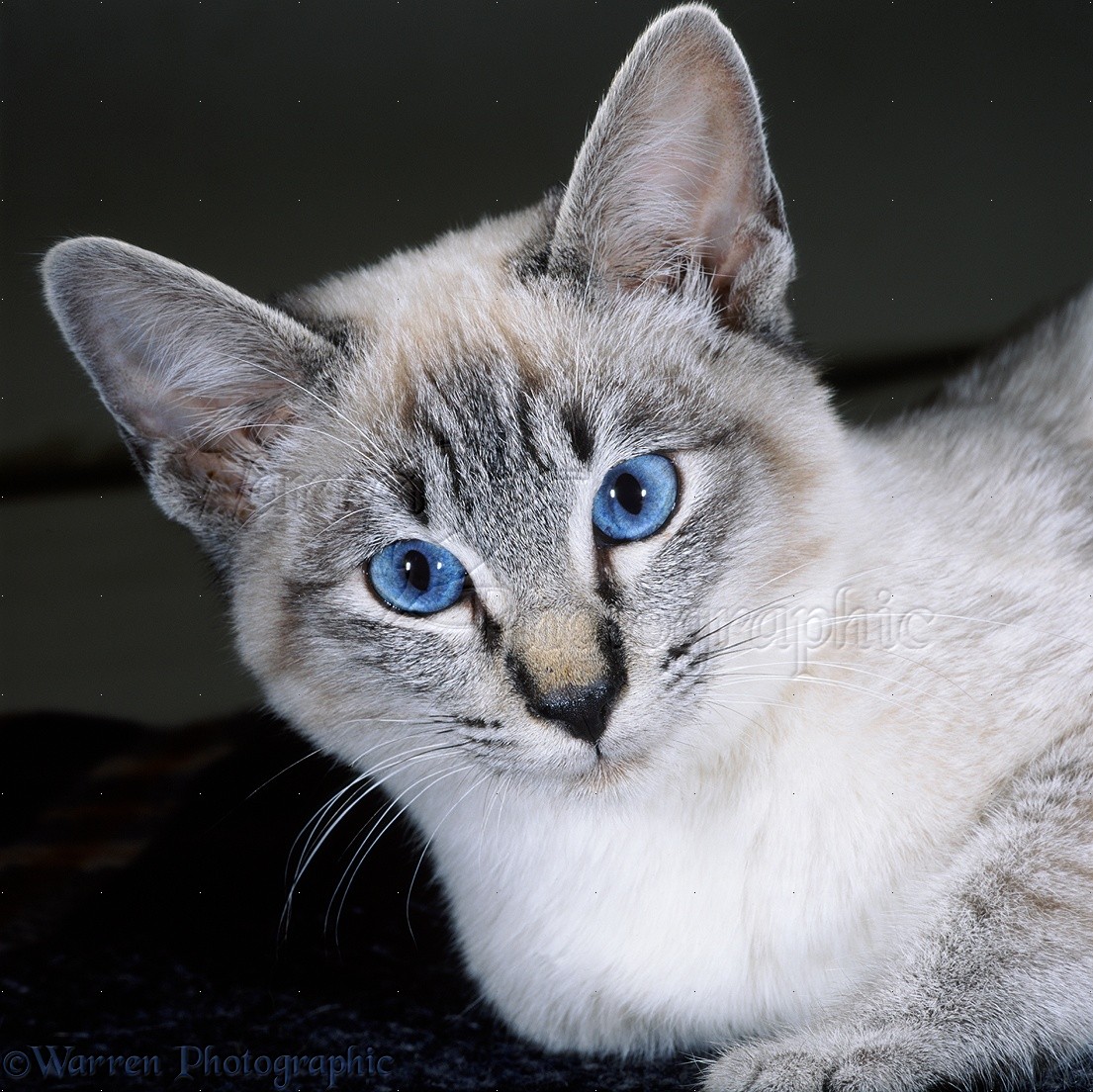Породы котов с голубыми глазами. Блю тебби Пойнт тайская. Тебби Пойнт тайская кошка. Порода Охос азулес. Балинезийская кошка табби Пойнт.