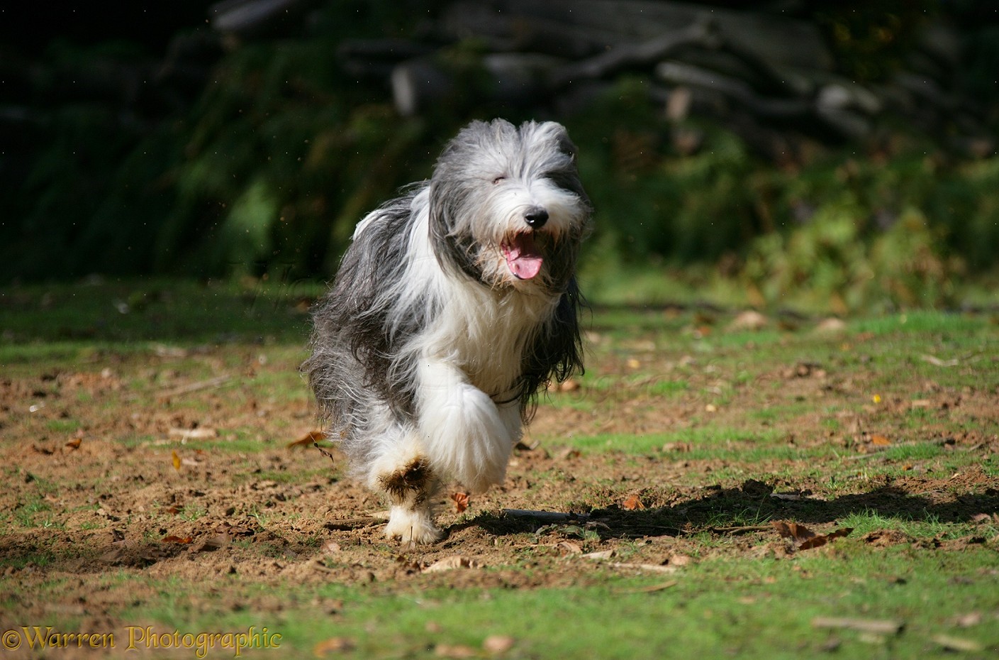 Dog: Bearded Collie running forwards photo WP17383