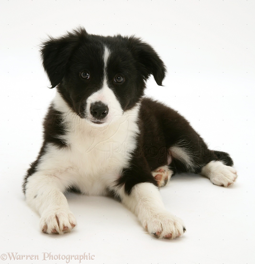 Dog Blackandwhite Border Collie pup lying with head up