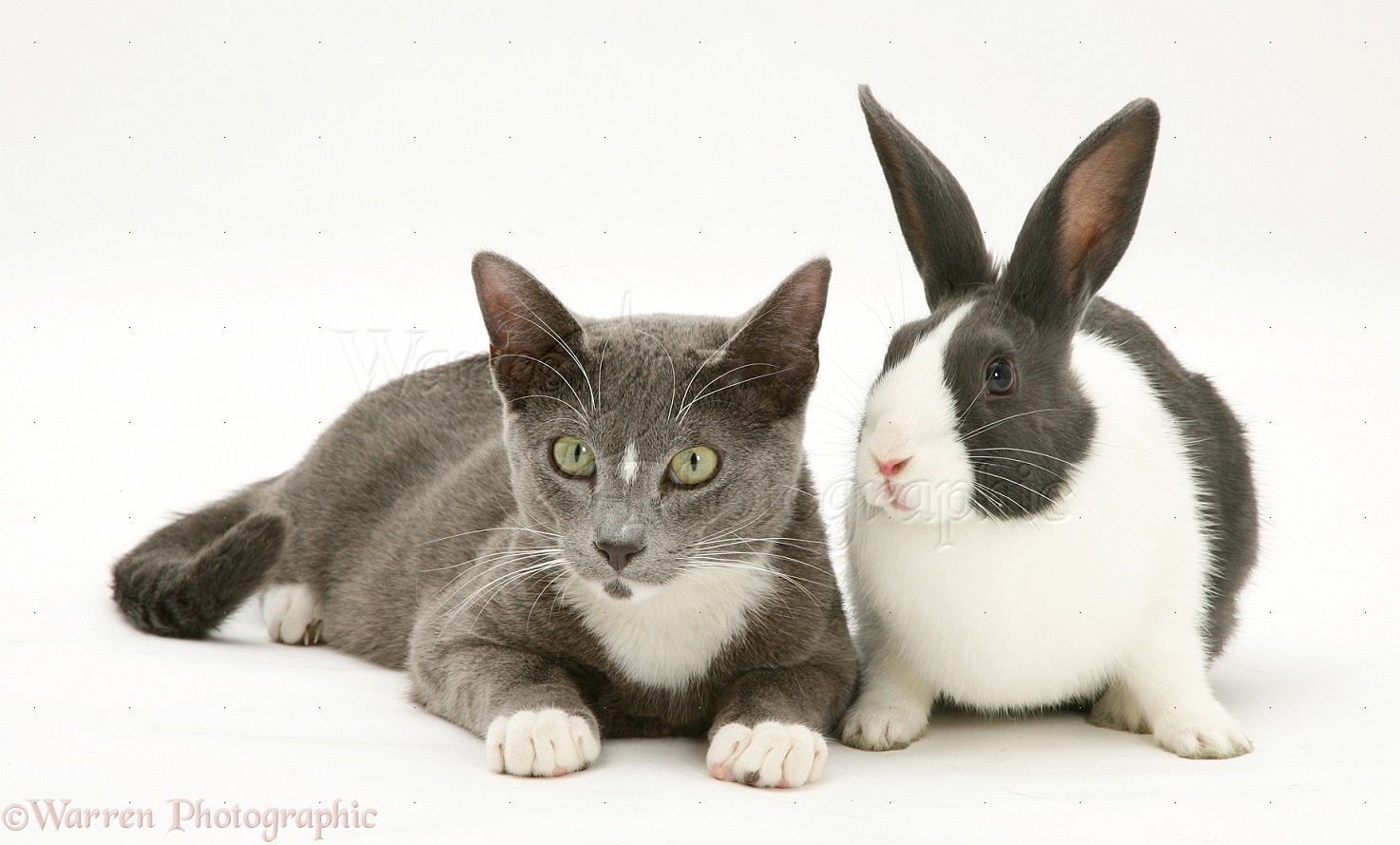 Pets Burmesecross cat and Dutch rabbit photo WP17781