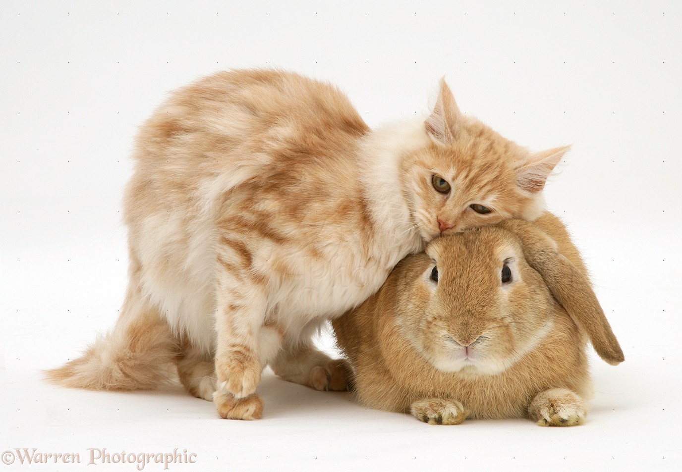 Pets Ginger rabbit and cat photo WP18021