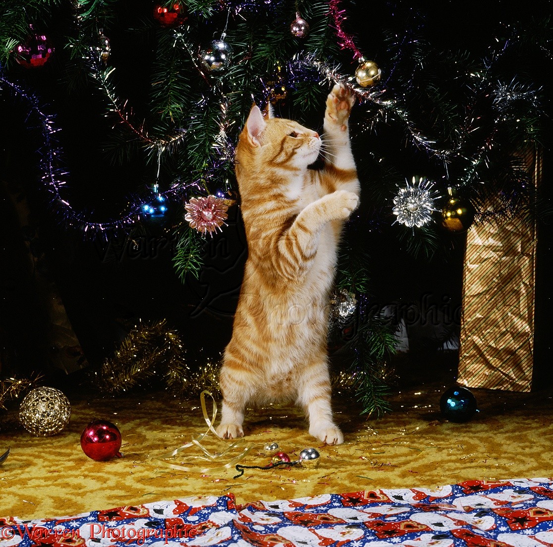 Young ginger cat playing with Christmas tree decorations photo WP18095