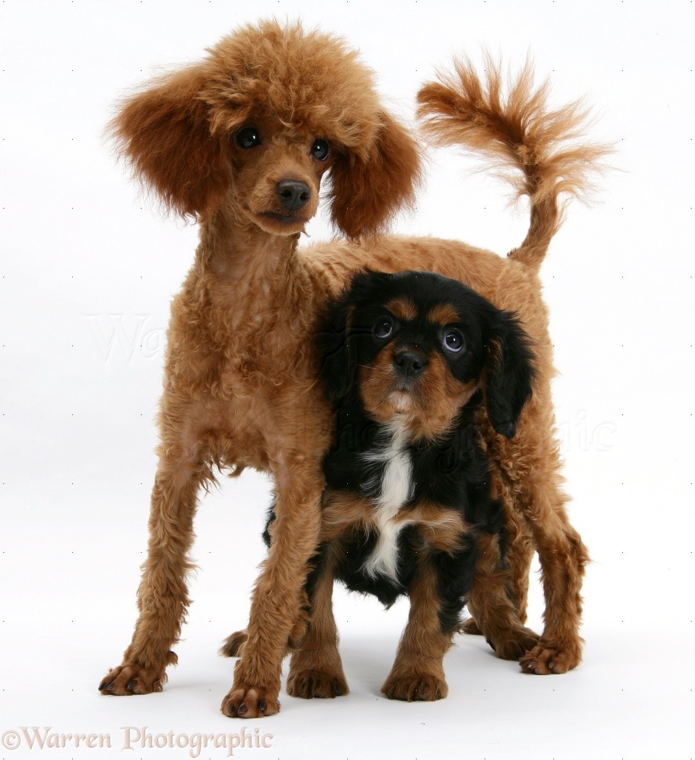 Dogs: Poodle with Cavalier Charles photo WP18422