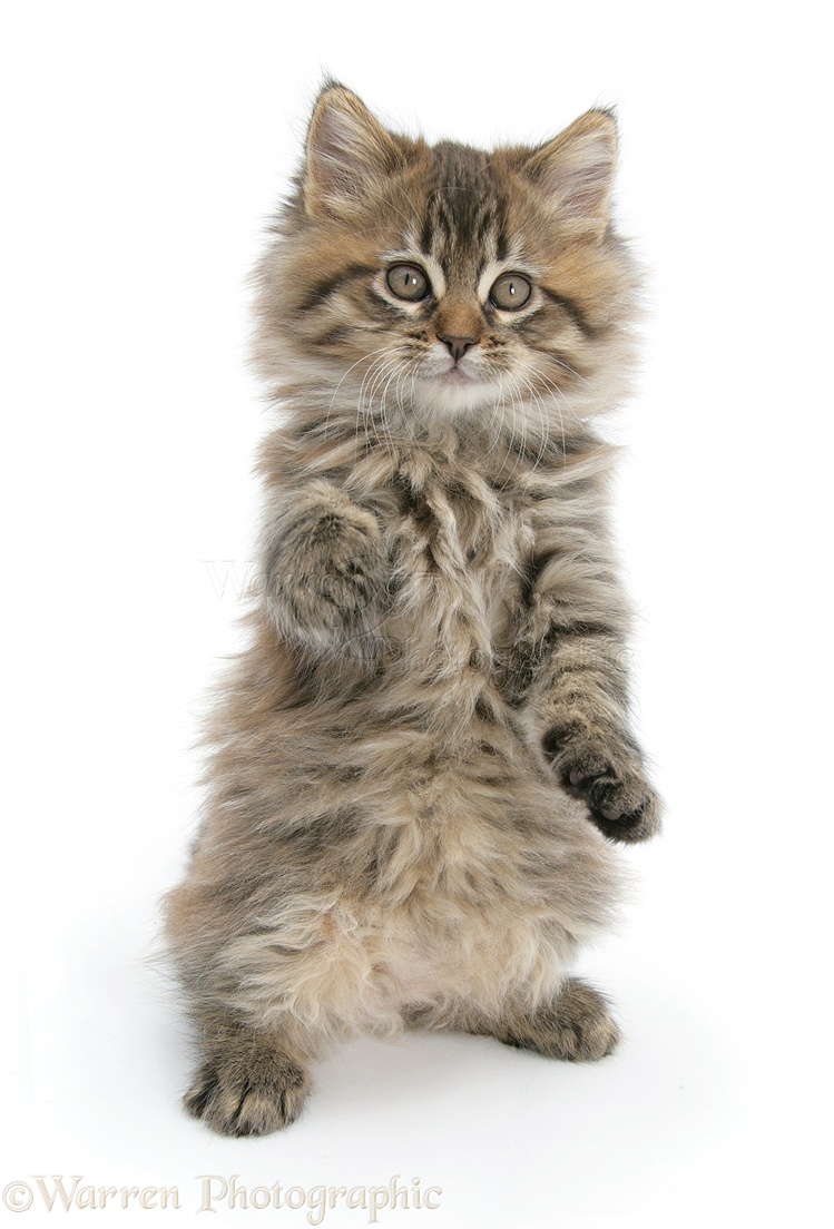 Maine Coon kitten, 8 weeks old, standing up photo WP18560
