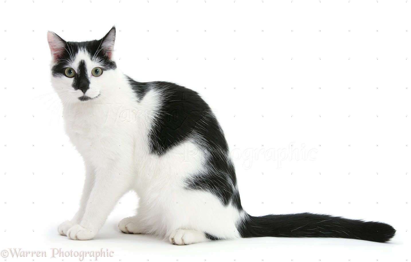 Black-and-white cat photo WP18716