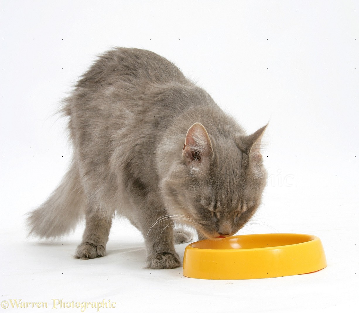 Maine Coon cat drinking water from a yellow plastic bowl photo WP18862