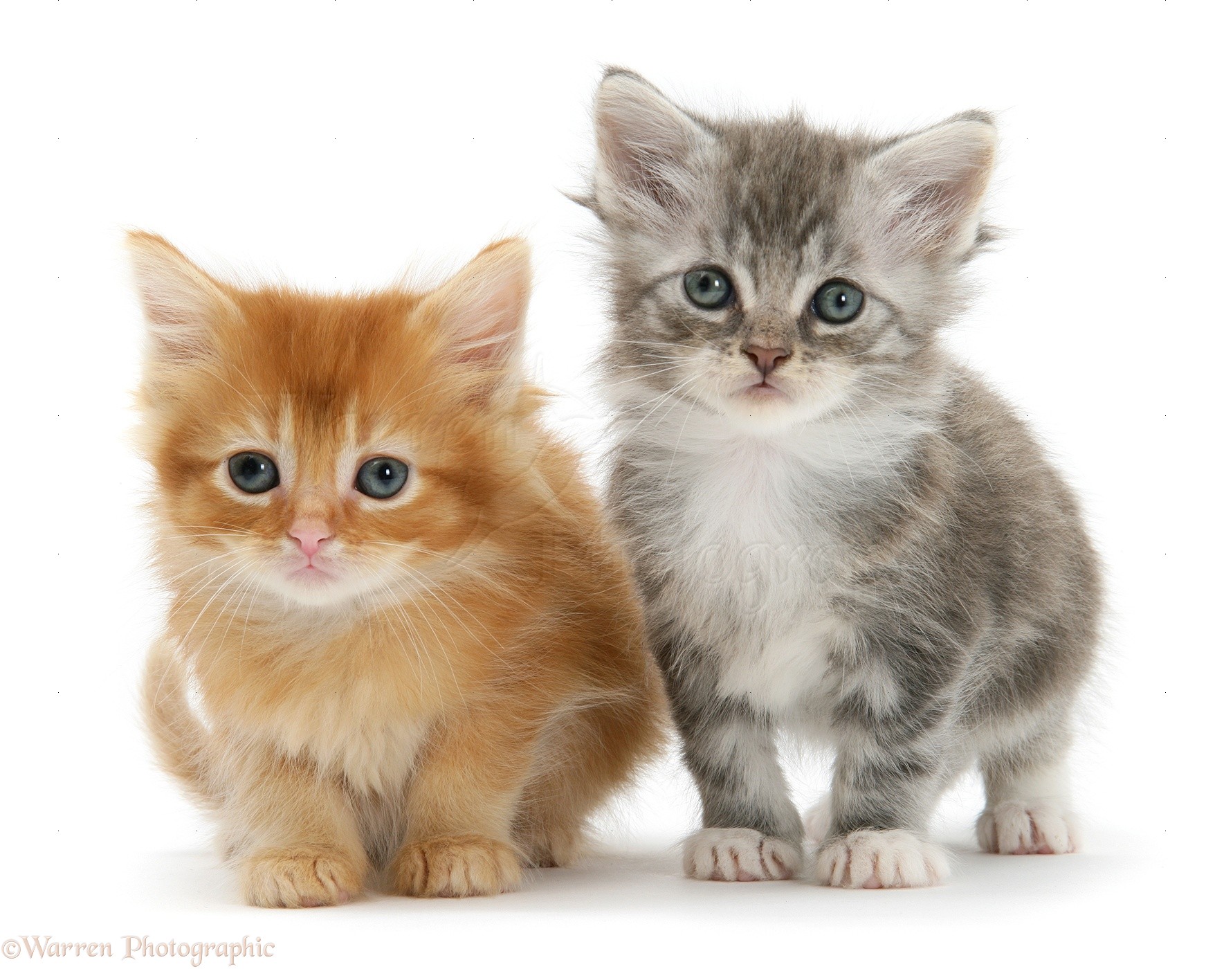Tabby and ginger kittens photo WP18922