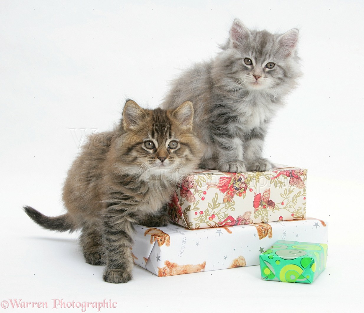 Maine Coon kittens sitting on birthday presents photo WP19121