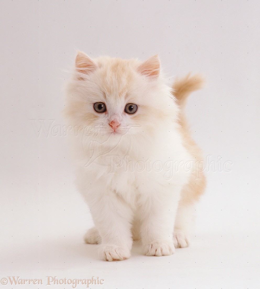 white fluffy kitten