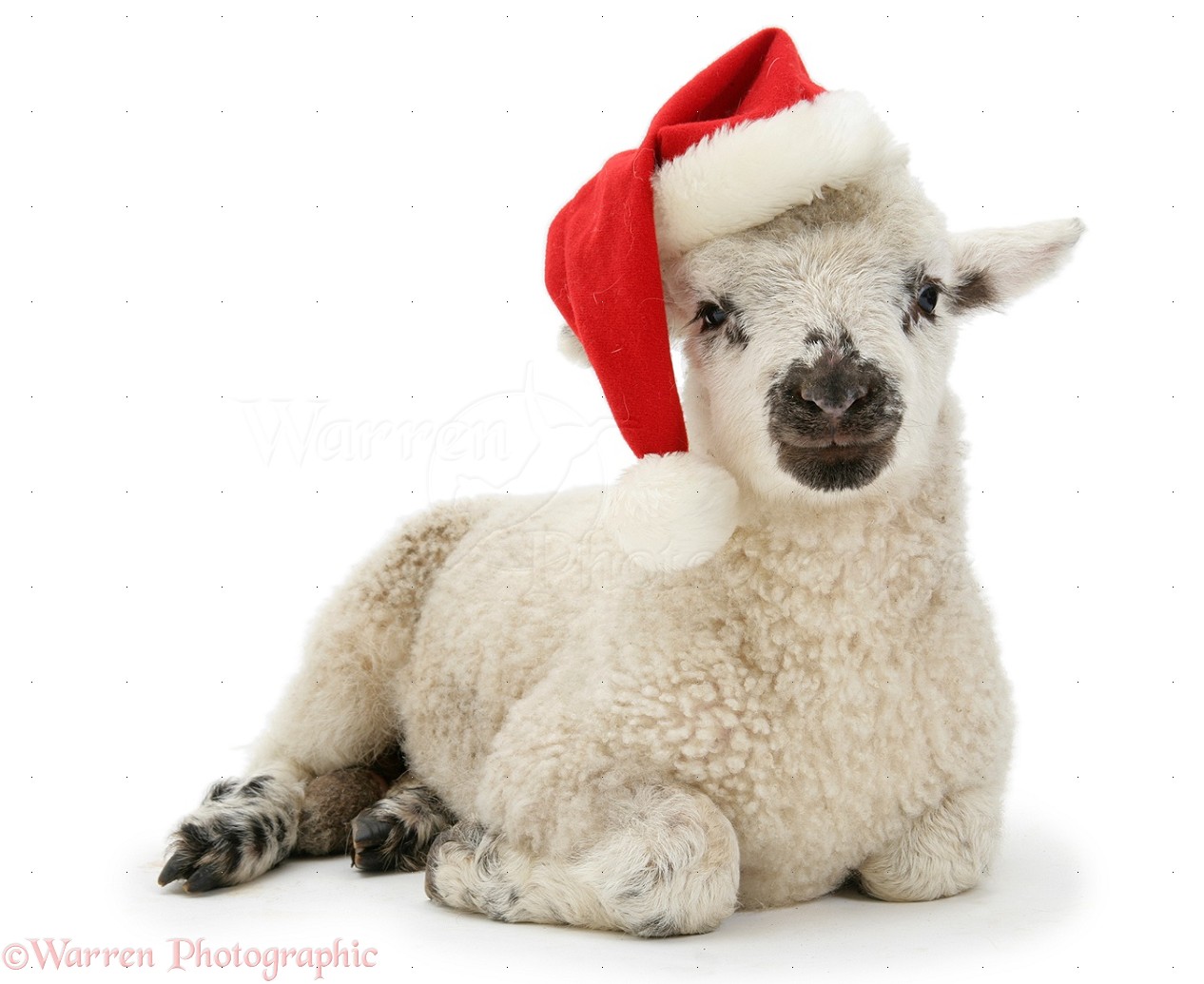 19970-Lamb-wearing-a-Santa-hat-white-bac