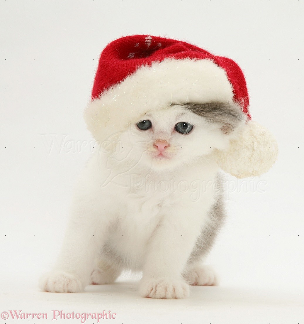 JJ VINTAGE CHRISTMAS KITTY CAT WITH A SLEEPING MOUSE WEARING SANTA HATS 