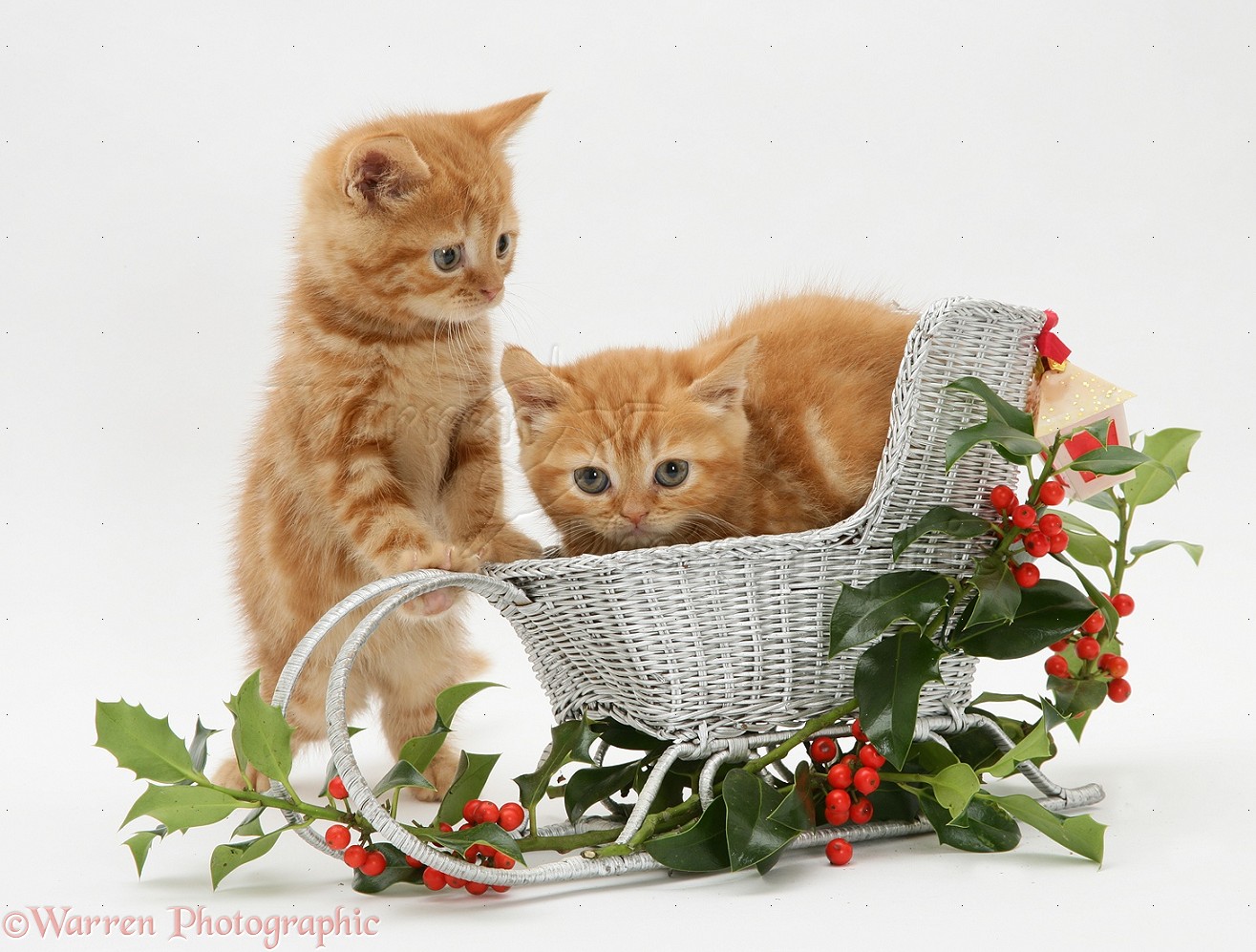 Ginger Kittens With A Festive Sledge And Holly Photo Wp20088