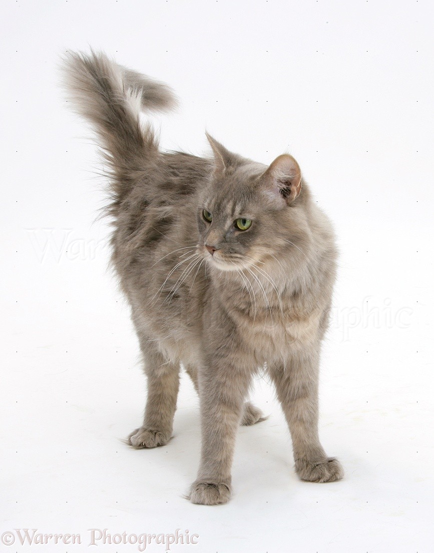 Maine Coon cat standing photo WP20159