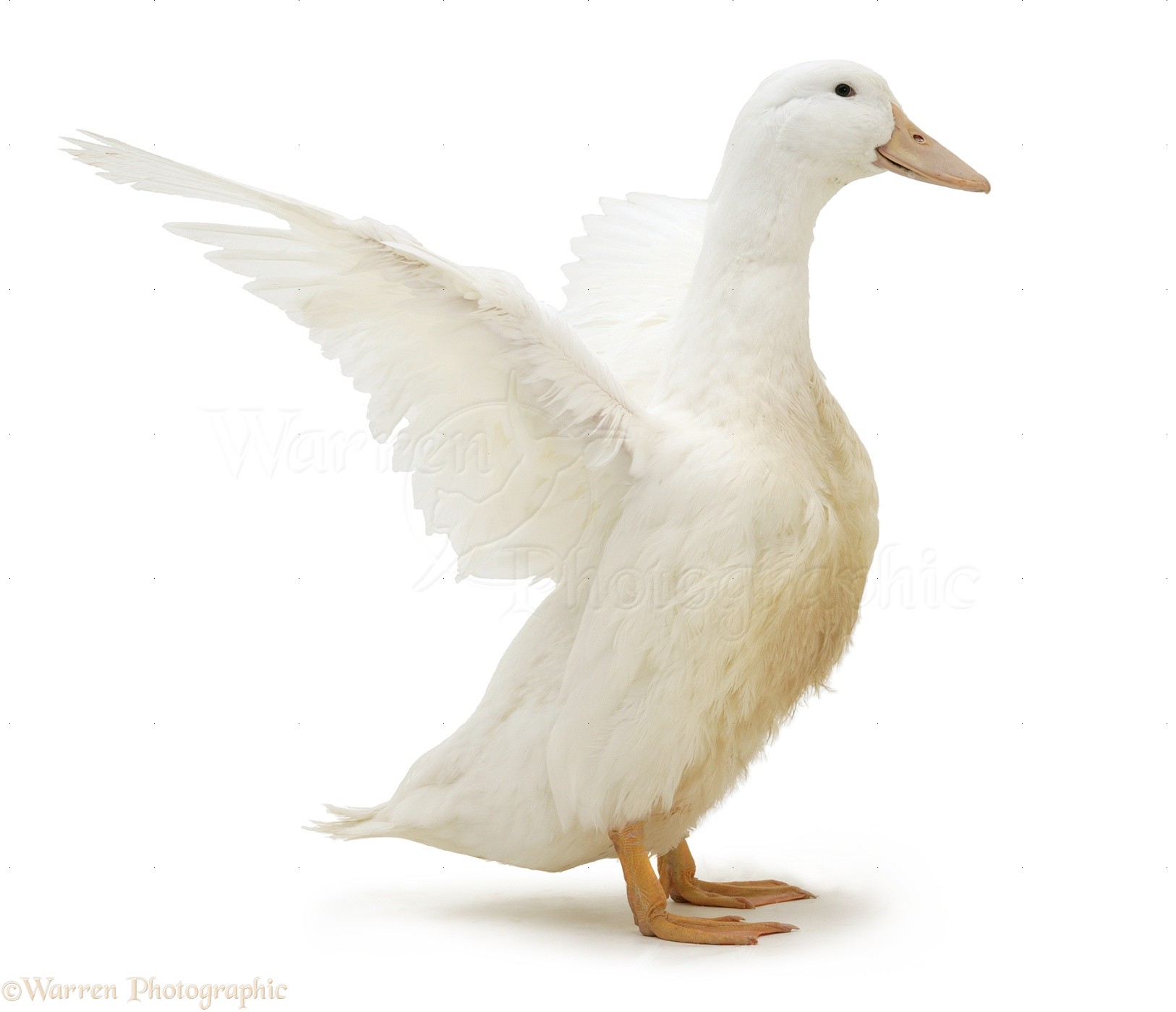 White duck, wing whirring photo WP20160