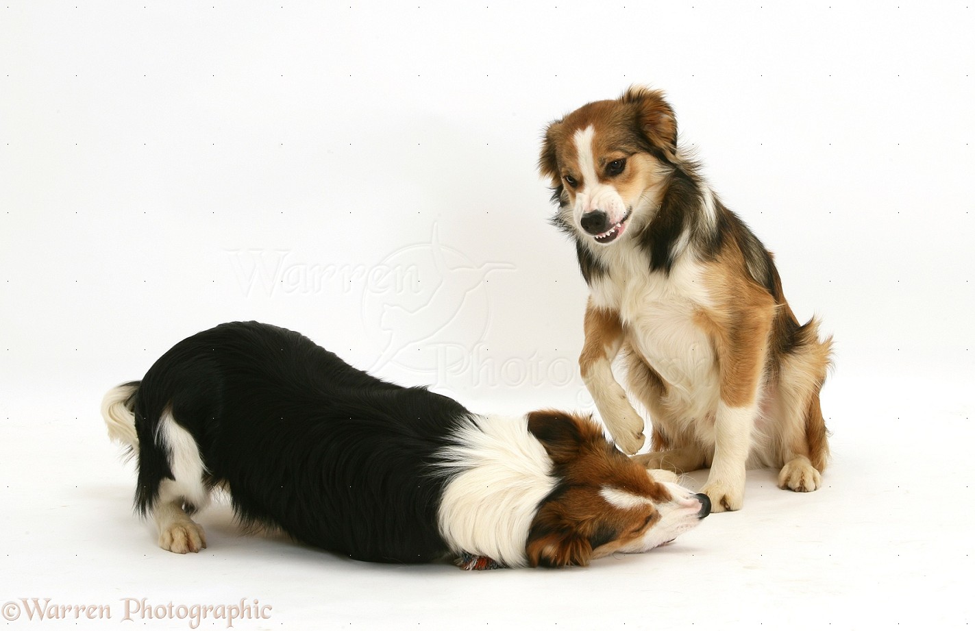 Dogs Border Collie showing aggression photo WP20262