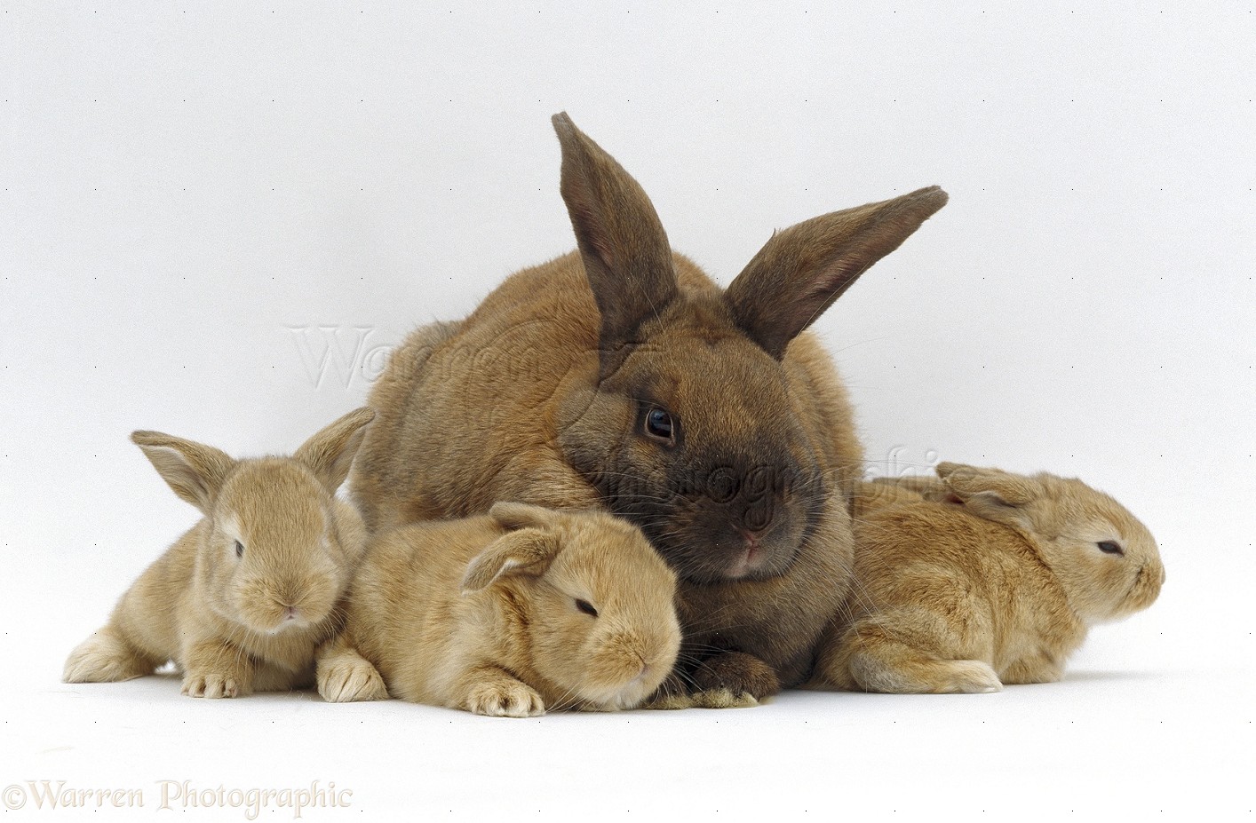 Sooty fawn rabbit and baby bunnies photo WP21098